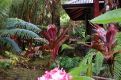 volcano-mist-cottage-guest-gallery-big-island-hawaii-8
